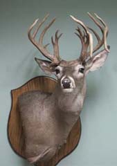 Texas whitetail taxidermy mount by Texas taxidermist Evelyn Mills