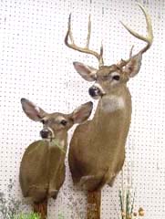 whitetail deer doe and buck taxidermy by Mississippi taxidermist Dan Heasley