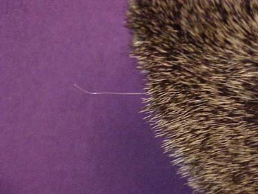 ear_repair